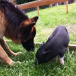 Alps 3000-2 Apartman Umhausen