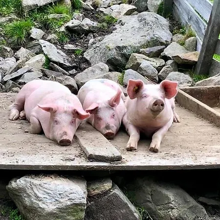 شقة Alps 3000-2 امهاوسن