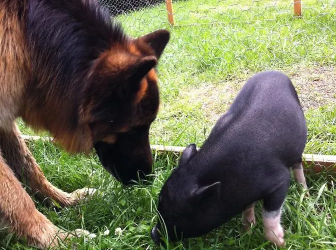 Alps 3000-2 شقة امهاوسن